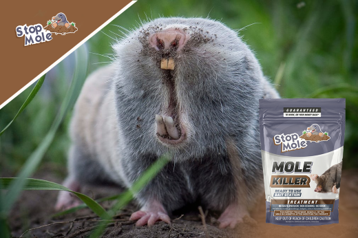 How to optimize the effectiveness of a mole repellent product in a garden ?