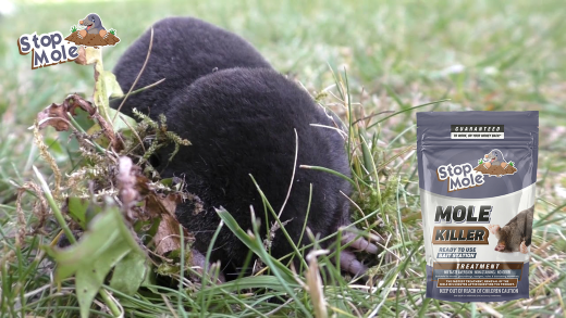 What is the best time of year to apply mole repellent products ?