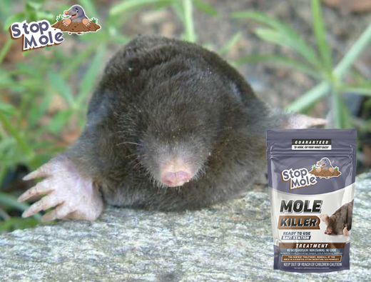 What factors should you consider when choosing a mole removal product ?