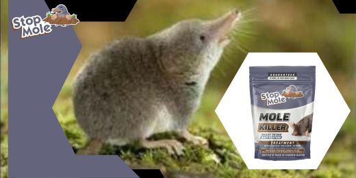 What preparations are necessary before using a mole control product in your garden ?