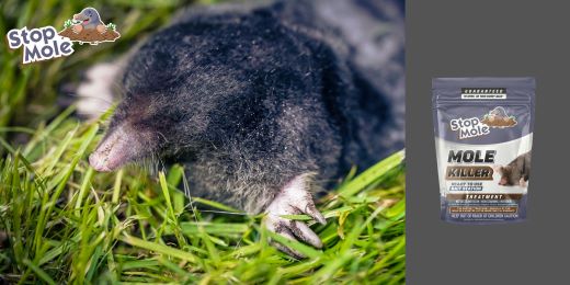 How to keep your garden mole-free in the long term ?