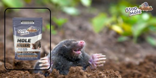 How to identify the presence of moles in your garden before applying the product ?