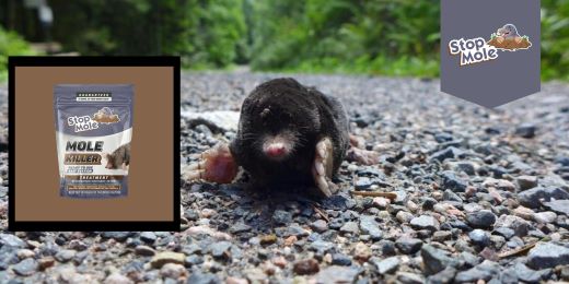 What Are The Natural Methods To Keep Moles Away Stop Mole what-are-the-natural-methods-to-keep-moles-away-stop-mole