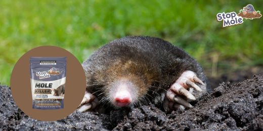 Are chemical repellents safe and effective in keeping moles away ?