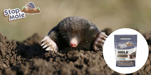 Where to find Stop Mole treatment and its value for money ?