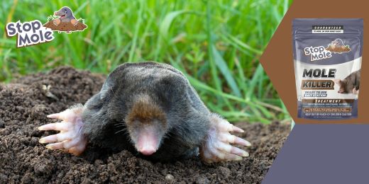 What are the most effective methods for keeping moles away from the garden ?