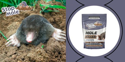 What are the advantages and disadvantages of traditional methods for mole control ?