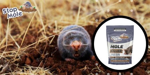 How to identify and treat damage caused by moles in the garden ?