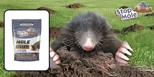 Effective and eco-friendly methods to control moles in your garden: tips and tricks