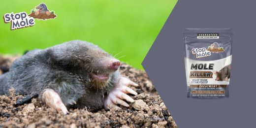 Is the Stop Mole treatment heat resistant ?