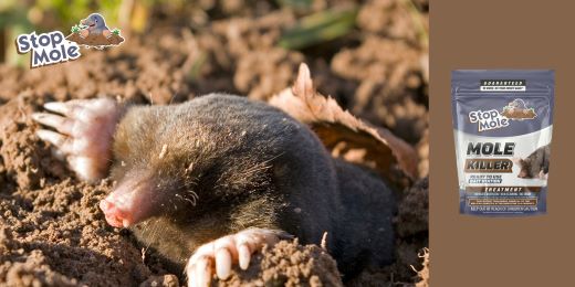 Is Stop Mole treatment easy to apply for beginner gardeners ?