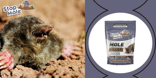 Is the Stop Mole treatment effective throughout all seasons ?