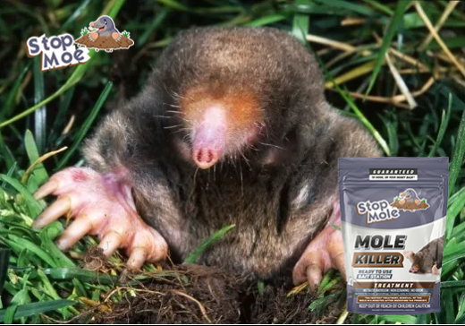 How to sustainably maintain a mole-free garden ?